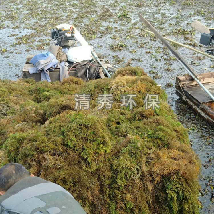 14基地金魚(yú)藻